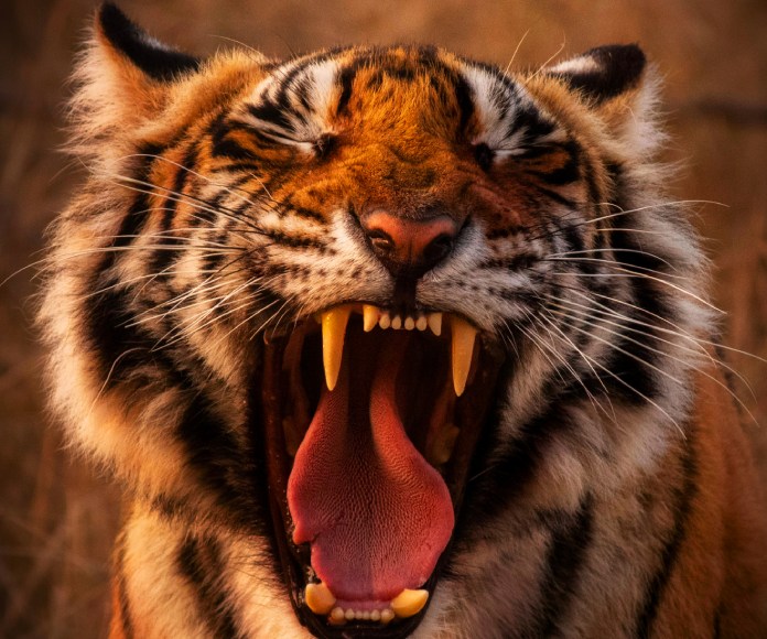 Tigre rugiendo.