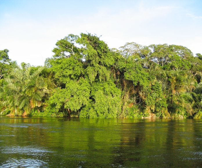 Río de África cercano a un manglar.
