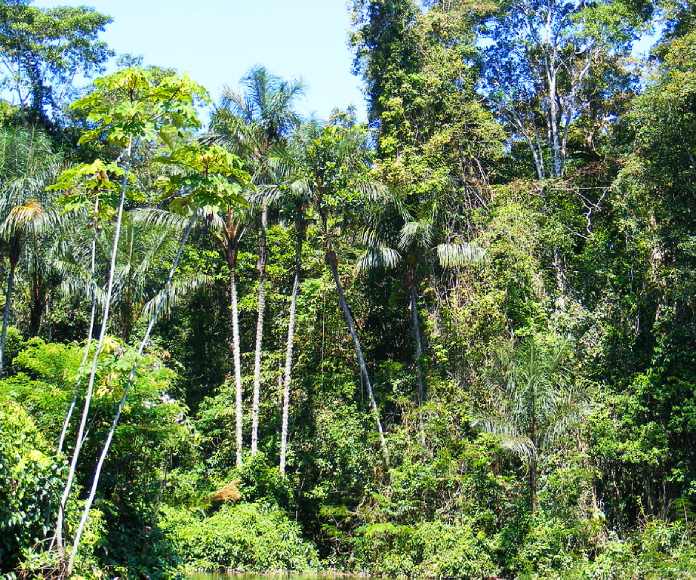 Varios árboles de la selva amazónica.