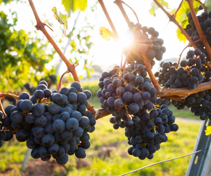 Varios racimos de uvas.