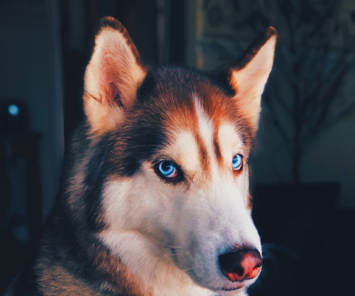 Husky.