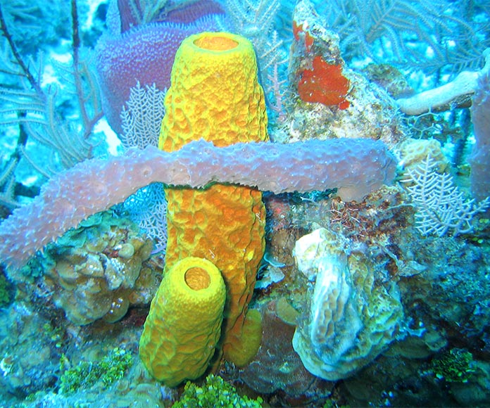 Esponjas en el mar Caribe