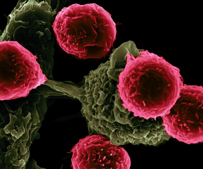 Células cancerosas interactuando.