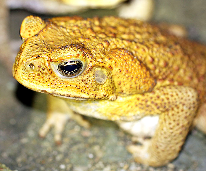 Sapo de caña (Rhinella marina)