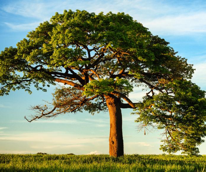 Árbol en campo abierto.