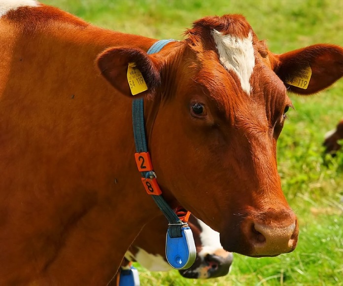 Comer carne sin dañar a los animales ya es posible