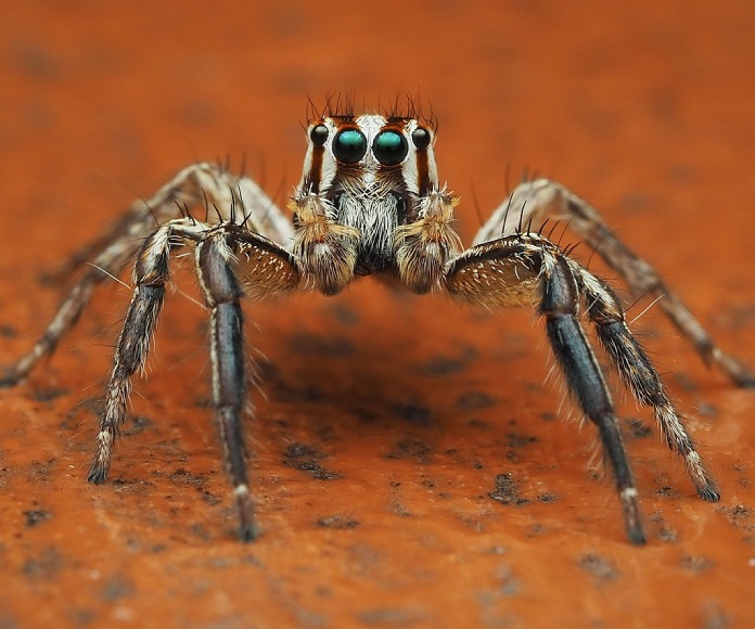 Compartir fotos de arañas raras en las redes sociales puede ayudar a la ciencia
