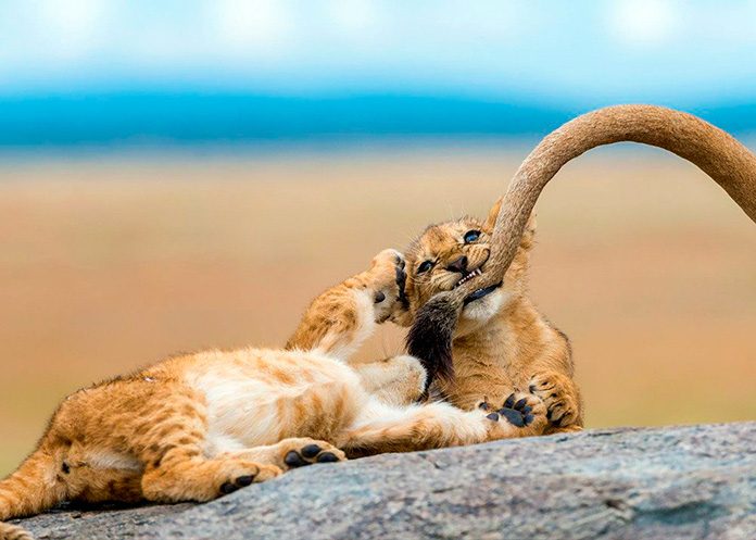 Las 12 fotos ganadoras del Concurso de Fotografía National Geographic 2018