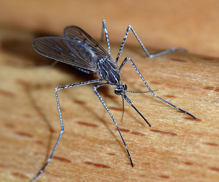 Detalle de un mosquito