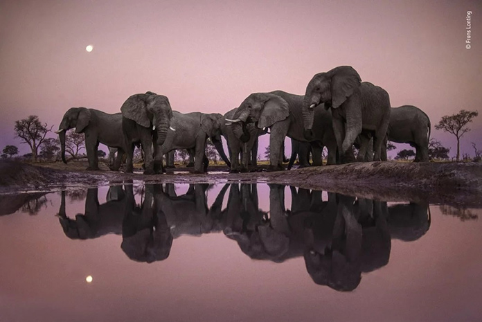 Elefantes compartiendo