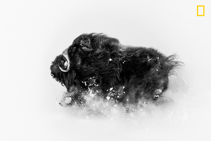 Deep Snow / Nieve Profunda (Jonas Beyer) 