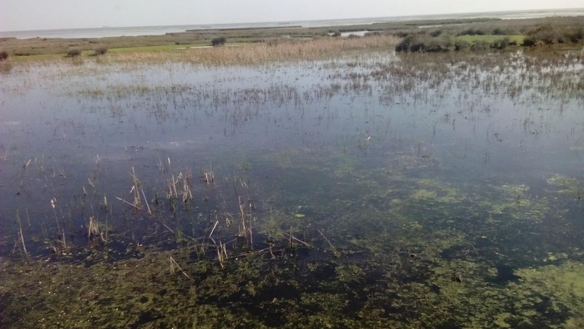 Un grupo de expertos revela que las altas temperaturas están provocando que la marisma de Doñana pierda agua rápidamente