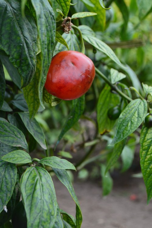 Escala Scoville- Rocoto.