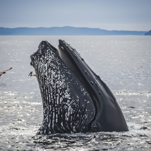 Especies-Migratorias-Ballena-Gris