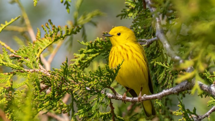 Especies-Migratorias-Chipe-Amarillo