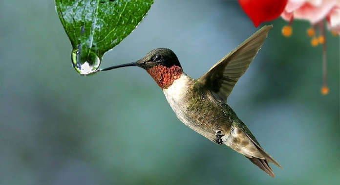 Especies-Migratorias-Colibri-Coliancho