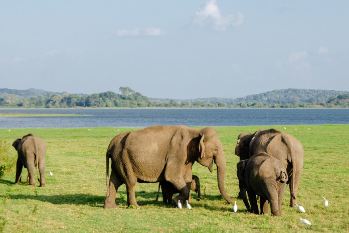 Especies-Migratorias-Elefante-Asiatico