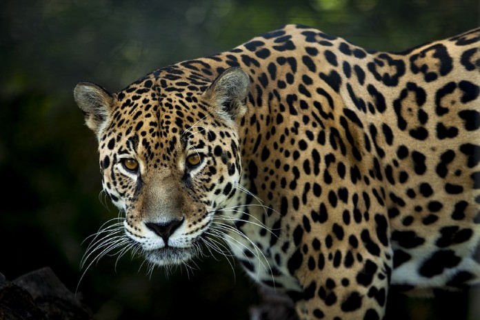 Especies-Migratorias-Jaguar