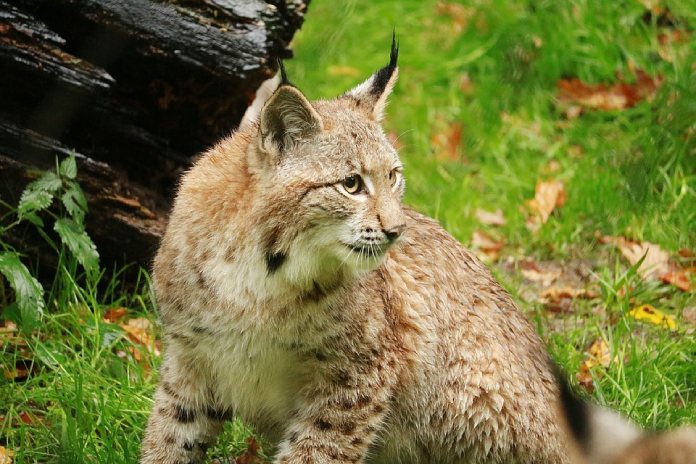 Especies-Migratorias-Lince