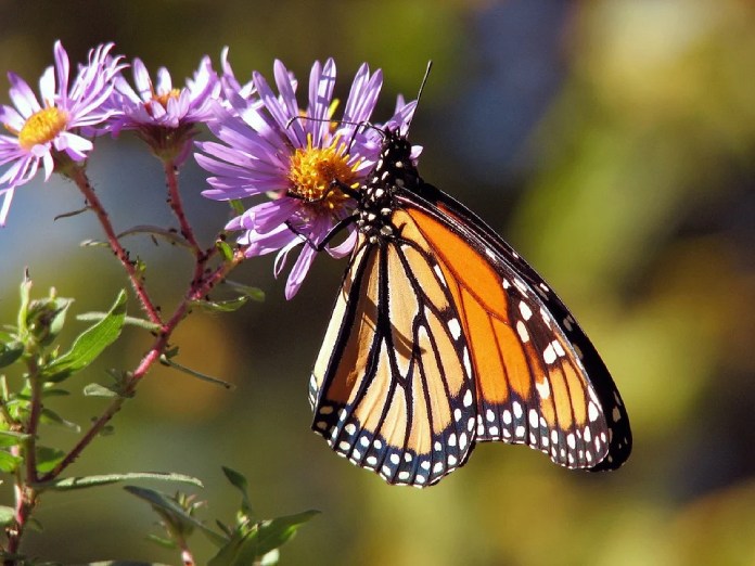 Especies-Migratorias-Mariposa-Monarca