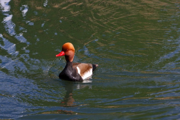 Especies-Migratorias-Pato