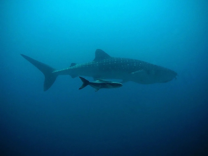 Especies-Migratorias-Tiburon-Ballena