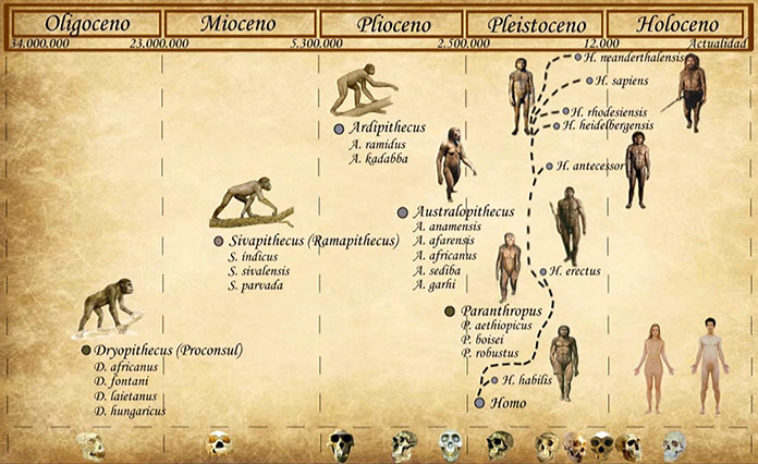 Especies humanas - Esquema evolutivo