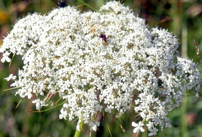 Flor de zanahoria silvestre