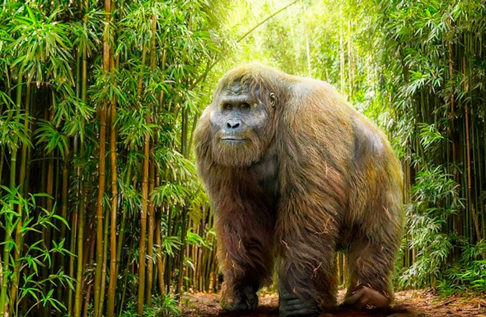 Gigantopithecus