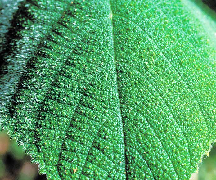 El gympie gympie, la “planta suicida” de la selva tropical australiana
