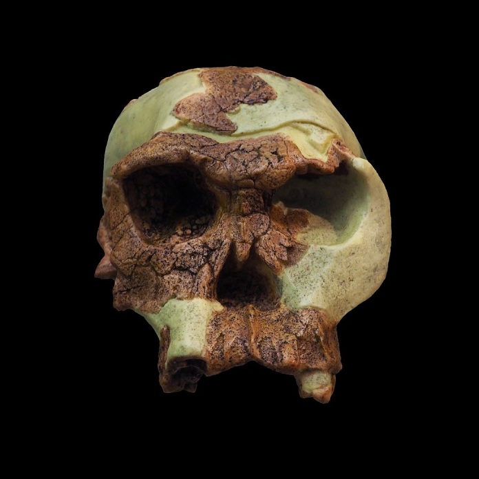 Historia-de-Sudáfrica+Homo-Habilis