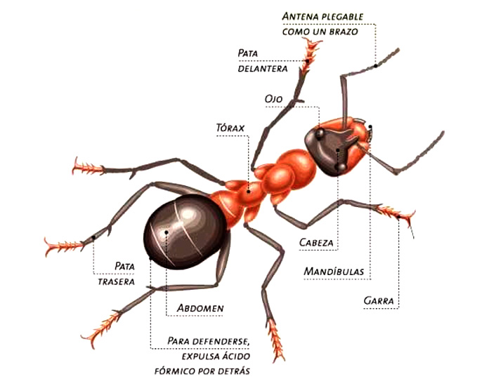 Hormiga reina - Anatomía de una hormiga reina