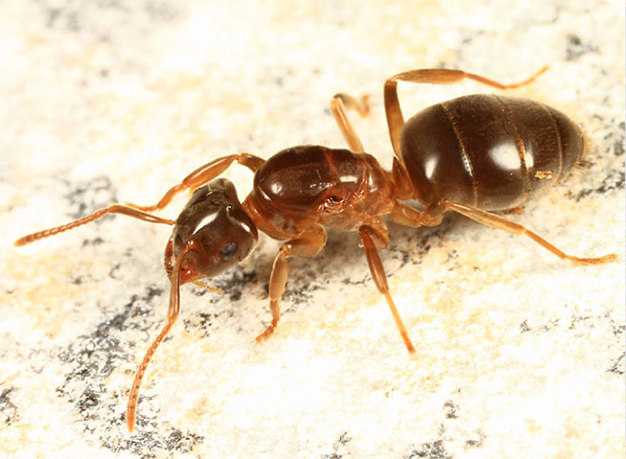 Hormiga reina - Hormiga Amarilla de Prado - Lasius Flavus