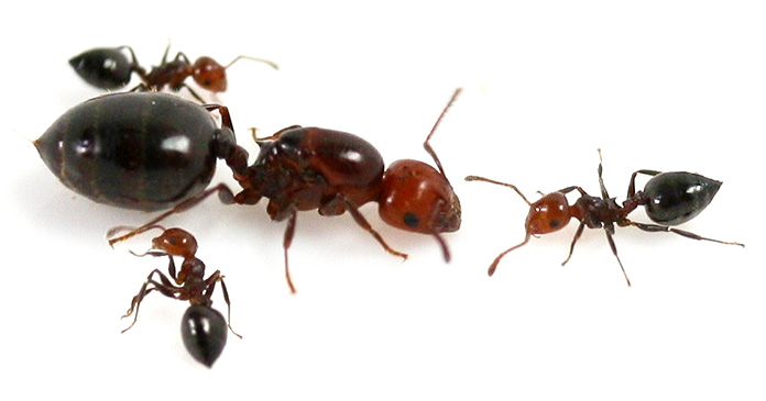 Hormiga reina -  Hormiga de Alcornoque – Crematogaster Scutellaris