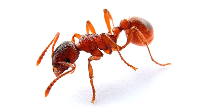 Hormiga reina - Hormiga Europea de Fuego - Myrmica Rubra