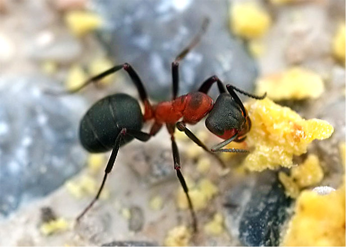 Hormiga reina - Hormiga de Madera - Formica Rufa