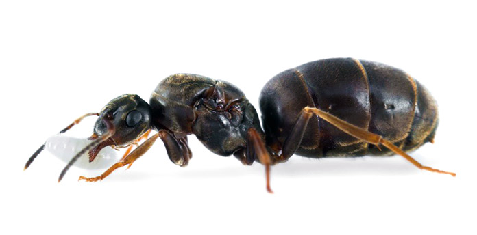 Hormiga reina - Hormiga Negra de Jardín - Lasius Niger