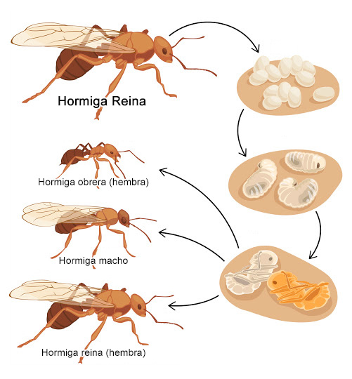 Hormiga reina - Proceso de reproducción de las hormigas
