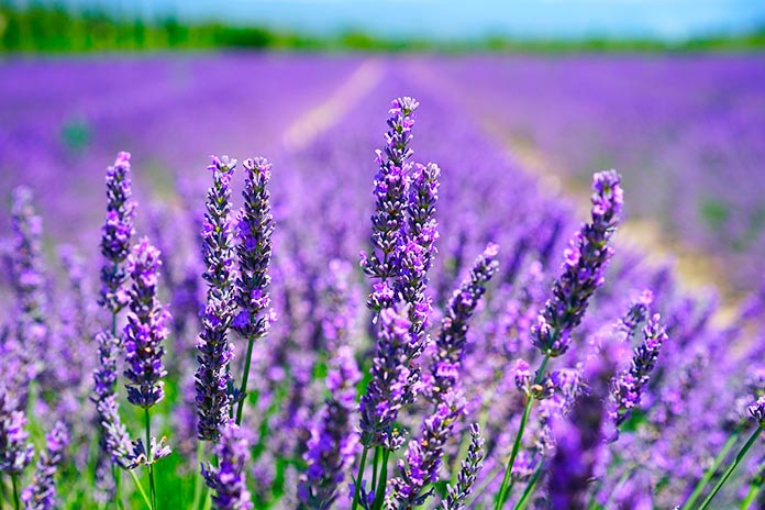 Incienso de lavanda