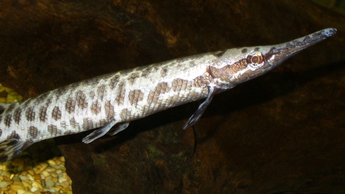 Revelado el enigma de la extraordinaria longevidad evolutiva de los “fósiles vivientes”