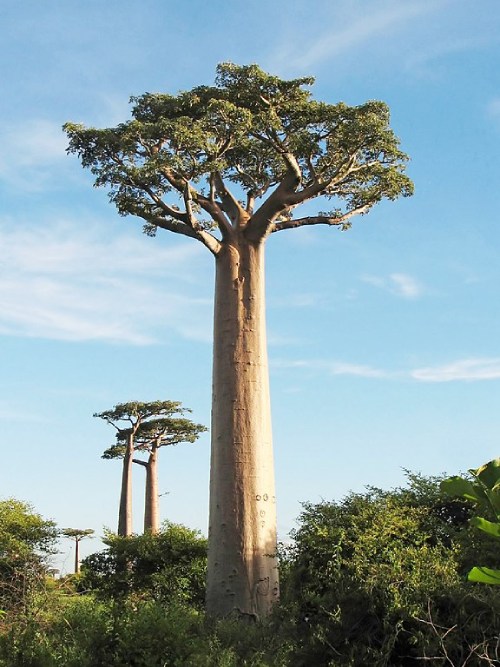 Leyendas-Africanas-Baobab