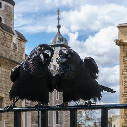 Leyendas-De-Europa-Cuervos-Londres