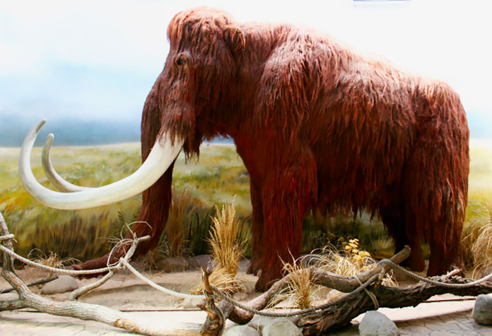 Mammuthus