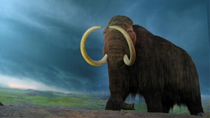 Mamut lanudo.