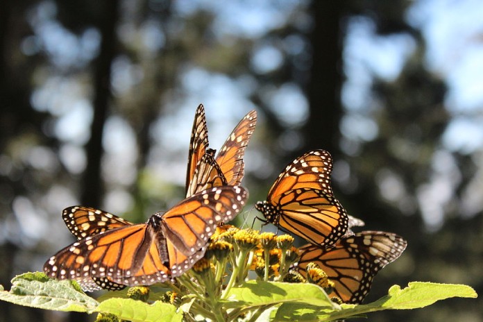 Mexico+Santuario-Mariposa-Monarca