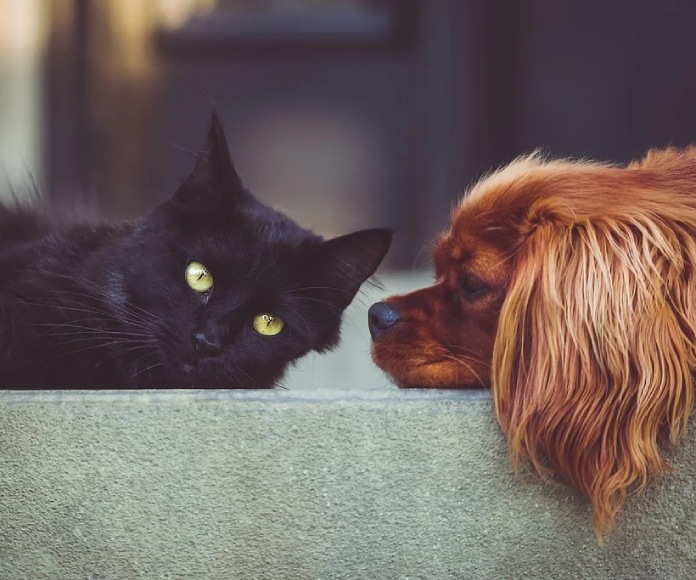 Miden el nivel de inteligencia de perros y gatos