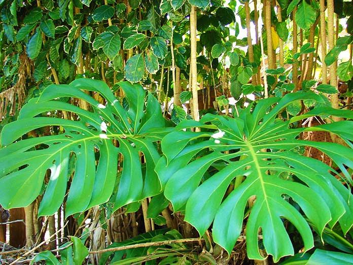 Monstera Deliciosa