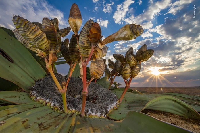 Planta en el desierto