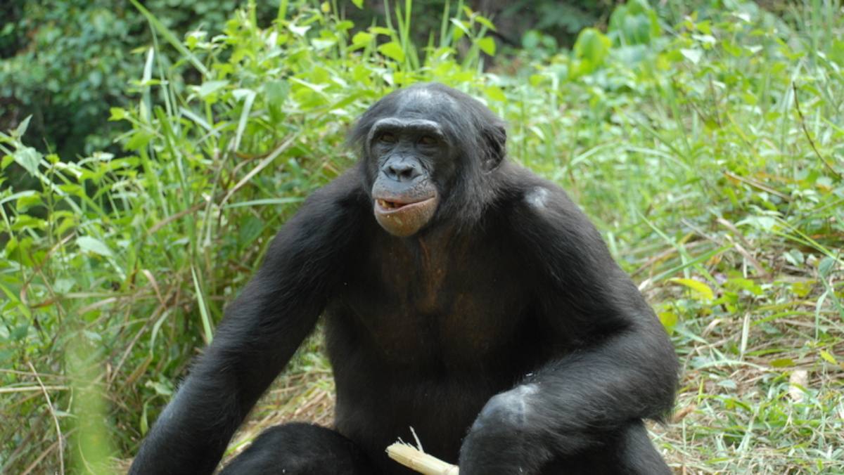 La Universidad de Boston revela que los bonobos machos son más agresivos que los chimpancés