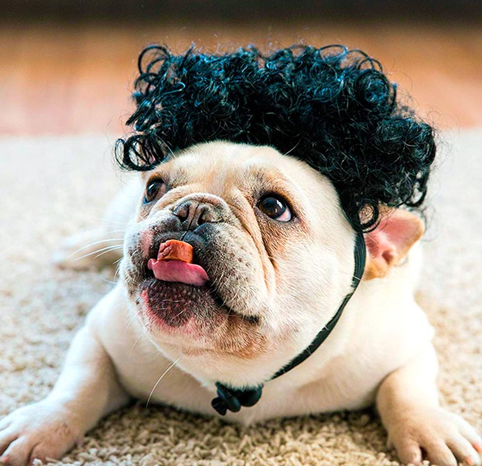 Pelucas afro para perros